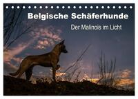 Belgische Schäferhunde - Der Malinois im Licht (Tischkalender 2025 DIN A5 quer), CALVENDO Monatskalender