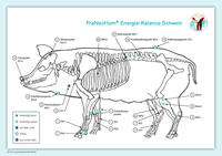 Akupunktur-Tafel Schwein
