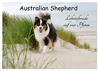 Australian Shepherd - Lebensfreude auf vier Pfoten (Wandkalender 2025 DIN A2 quer), CALVENDO Monatskalender