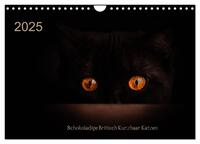 Schokoladige Britisch Kurzhaar Katzen (Wandkalender 2025 DIN A4 quer), CALVENDO Monatskalender