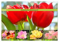 Tulpen. Zauberhafte Blütenpracht (Wandkalender 2025 DIN A3 quer), CALVENDO Monatskalender