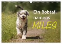 Ein Bobtail namens Miles (Wandkalender 2025 DIN A3 quer), CALVENDO Monatskalender