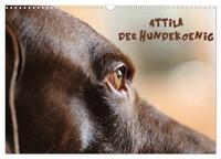 Attila, Der Hundekönig (Wandkalender 2025 DIN A3 quer), CALVENDO Monatskalender