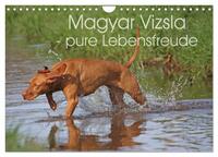 Magyar Vizsla - pure Lebensfreude (Wandkalender 2025 DIN A4 quer), CALVENDO Monatskalender