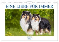 Eine Liebe für immer - Collies (Wandkalender 2025 DIN A4 quer), CALVENDO Monatskalender