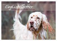 English Setter – Impressionen edler Hunde (Wandkalender 2025 DIN A3 quer), CALVENDO Monatskalender