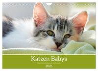 Katzenbabys (Wandkalender 2025 DIN A4 quer), CALVENDO Monatskalender