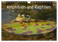 Amphibien und Reptilien (Wandkalender 2025 DIN A4 quer), CALVENDO Monatskalender