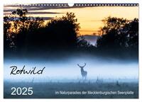 Rotwild - im Naturparadies der Mecklenburgischen Seenplatte (Wandkalender 2025 DIN A3 quer), CALVENDO Monatskalender