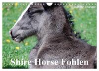 Shire Horse Fohlen (Wandkalender 2025 DIN A4 quer), CALVENDO Monatskalender