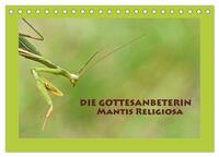 Die Gottesanbeterin Mantis Religiosa (Tischkalender 2025 DIN A5 quer), CALVENDO Monatskalender