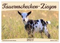 Tauernschecken-Ziegen (Wandkalender 2025 DIN A3 quer), CALVENDO Monatskalender