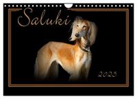 Saluki 2025 (Wandkalender 2025 DIN A4 quer), CALVENDO Monatskalender