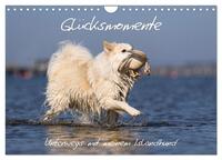 Glücksmomente - Unterwegs mit meinem Islandhund (Wandkalender 2025 DIN A4 quer), CALVENDO Monatskalender