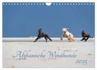 AFGHANISCHE WINDHUNDE 2025 (Wandkalender 2025 DIN A4 quer), CALVENDO Monatskalender