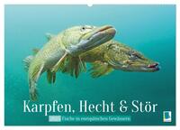 Karpfen, Hecht und Stör: Fische in europäischen Gewässern (Wandkalender 2025 DIN A2 quer), CALVENDO Monatskalender