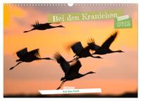 Bei den Kranichen (Wandkalender 2025 DIN A3 quer), CALVENDO Monatskalender