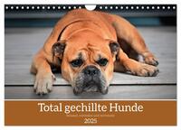 Total gechillte Hunde (Wandkalender 2025 DIN A4 quer), CALVENDO Monatskalender