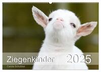 Ziegenkinder (Wandkalender 2025 DIN A2 quer), CALVENDO Monatskalender