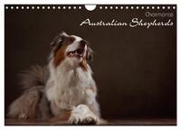 Charmante Australian Shepherds (Wandkalender 2025 DIN A4 quer), CALVENDO Monatskalender