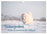 Samojeden - Liebenswerte Fellkugeln (Wandkalender 2025 DIN A4 quer), CALVENDO Monatskalender