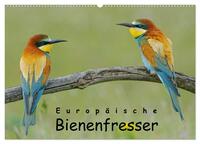 Europäische Bienenfresser (Wandkalender 2025 DIN A2 quer), CALVENDO Monatskalender