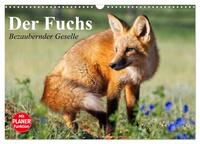 Der Fuchs. Bezaubernder Geselle (Wandkalender 2025 DIN A3 quer), CALVENDO Monatskalender