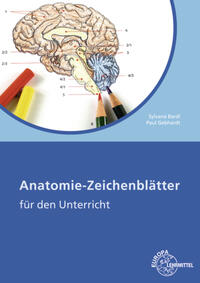 Anatomie Zeichenblätter