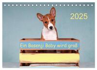 Ein Basenji Baby wird groß (Tischkalender 2025 DIN A5 quer), CALVENDO Monatskalender