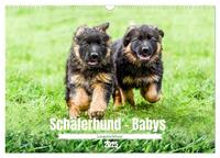 Langstockhaar - Schäferhund - Babys (Wandkalender 2025 DIN A3 quer), CALVENDO Monatskalender