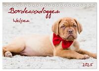 Bordeauxdoggen Welpen (Tischkalender 2025 DIN A5 quer), CALVENDO Monatskalender