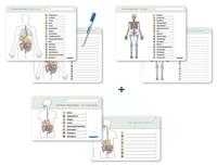 Ich kenne meinen Körper - Organe / Skelett / Verdauung- 3 Tafeln im Set mit Stift