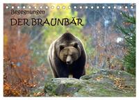 Begegnungen DER BRAUNBÄR (Tischkalender 2025 DIN A5 quer), CALVENDO Monatskalender