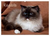 Ragdolls (Wandkalender 2025 DIN A2 quer), CALVENDO Monatskalender