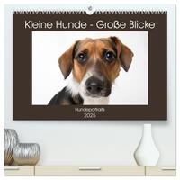 Kleine Hunde - Große Blicke (hochwertiger Premium Wandkalender 2025 DIN A2 quer), Kunstdruck in Hochglanz