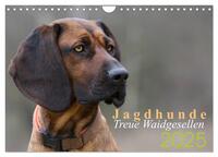 Jagdhunde - Treue Waidgesellen (Wandkalender 2025 DIN A4 quer), CALVENDO Monatskalender