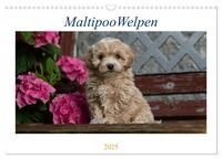 Maltipoo Welpen (Wandkalender 2025 DIN A3 quer), CALVENDO Monatskalender