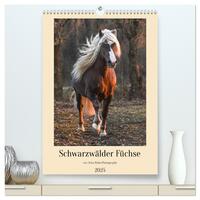 Schwarzwälder Füchse von Julia Hahn Photography (hochwertiger Premium Wandkalender 2025 DIN A2 hoch), Kunstdruck in Hochglanz