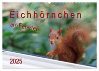 Eichhörnchen am Fenster (Wandkalender 2025 DIN A2 quer), CALVENDO Monatskalender