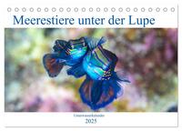 Meerestiere unter der Lupe - Unterwasserkalender (Tischkalender 2025 DIN A5 quer), CALVENDO Monatskalender