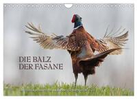 Emotionale Momente: Die Balz der Fasane / CH-Version (Wandkalender 2025 DIN A4 quer), CALVENDO Monatskalender