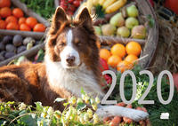 Hunde Rezept-Kalender 2020