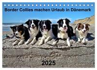 Border Collies machen Urlaub in Dänemark (Tischkalender 2025 DIN A5 quer), CALVENDO Monatskalender