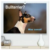 Bullterrier? Was sonst! (hochwertiger Premium Wandkalender 2025 DIN A2 quer), Kunstdruck in Hochglanz