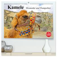 Kamele. Dromedar und Trampeltier (hochwertiger Premium Wandkalender 2025 DIN A2 quer), Kunstdruck in Hochglanz