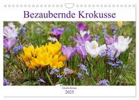 Bezaubernde Krokusse (Wandkalender 2025 DIN A4 quer), CALVENDO Monatskalender