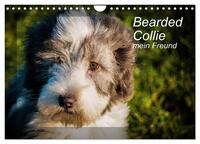 Bearded Collie, mein Freund (Wandkalender 2025 DIN A4 quer), CALVENDO Monatskalender