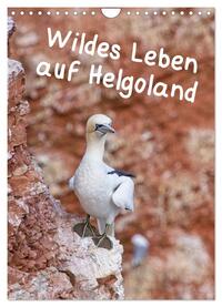 Wildes Leben auf Helgoland (Wandkalender 2025 DIN A4 hoch), CALVENDO Monatskalender