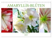 Amaryllis-Blüten (Wandkalender 2025 DIN A4 quer), CALVENDO Monatskalender