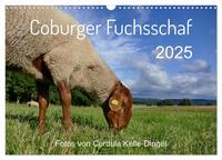 Coburger Fuchsschaf (Wandkalender 2025 DIN A3 quer), CALVENDO Monatskalender